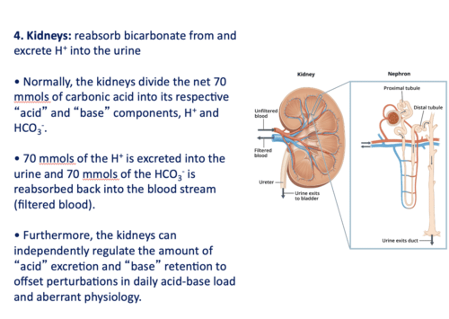 <p>kidneys</p>