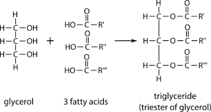 condensation reactions. (3 fatty acids and 1 glycerol) 