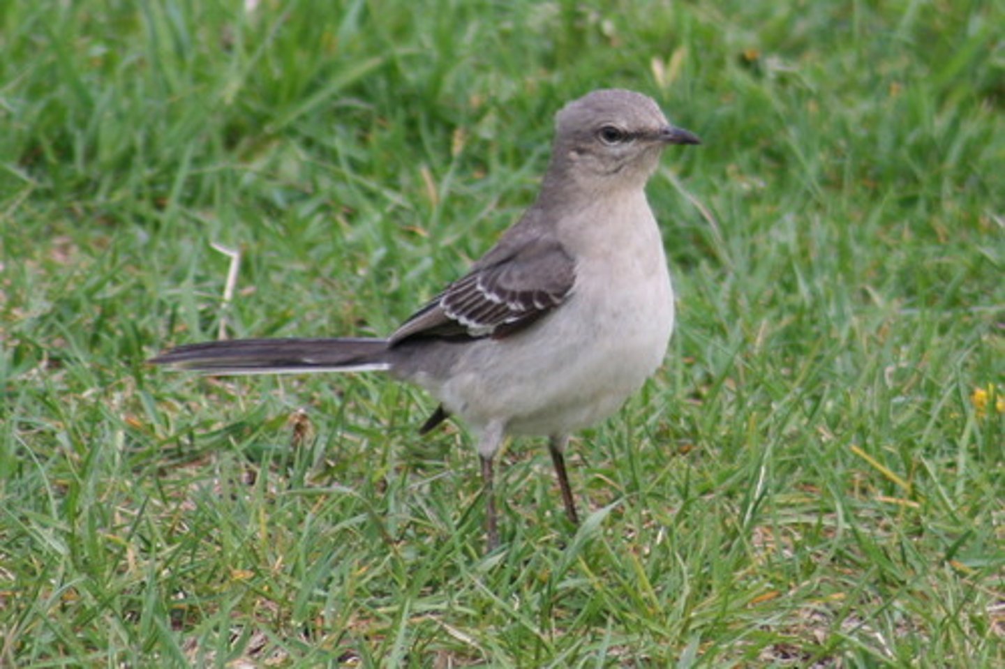 <p>Passeriformes Mimidae</p>