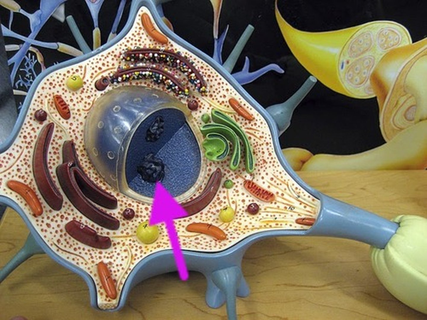 knowt flashcard image