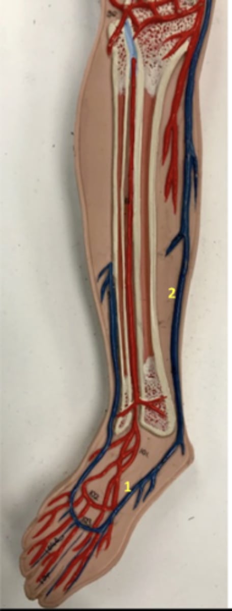 <p>What vein is 1?</p>