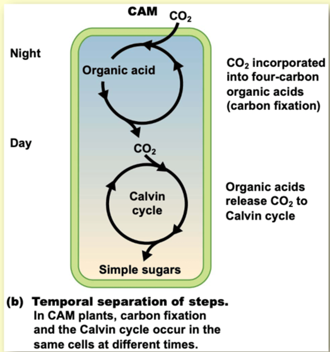 <p>- CAM plants dramatically reduce water loss by opening stomata only at night</p>