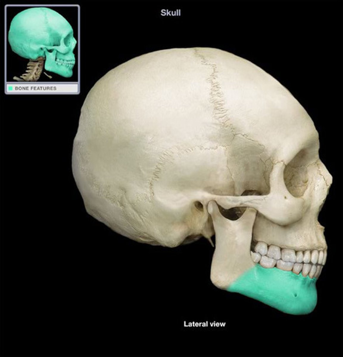 <p>Mandible - chin portion</p>