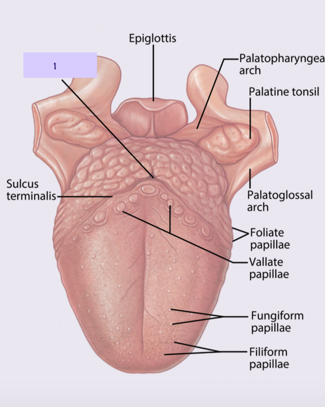 <p>What part of the tongue is left blank?</p>