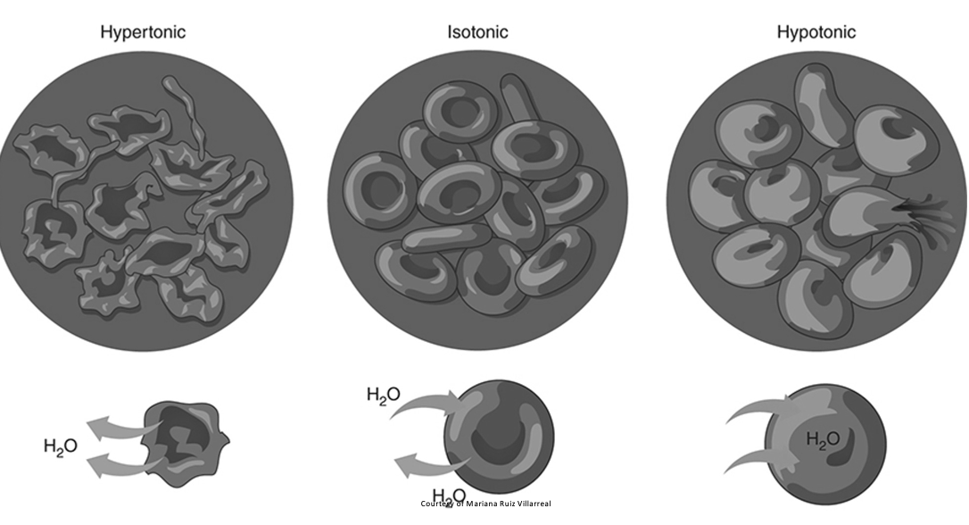 <ul><li><p>isotonic</p></li><li><p>hypotonic</p></li><li><p>hypertonic solutions</p><p></p></li></ul><p></p>