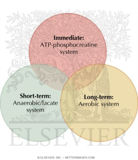 <p>The systems overlap and work together to provide energy at different intensities over different durations</p>
