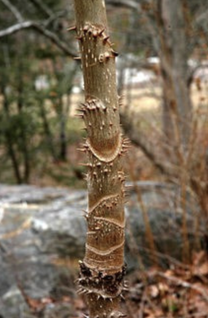 <p><em>Aralia spinosa</em></p><p>Araliaceae</p>
