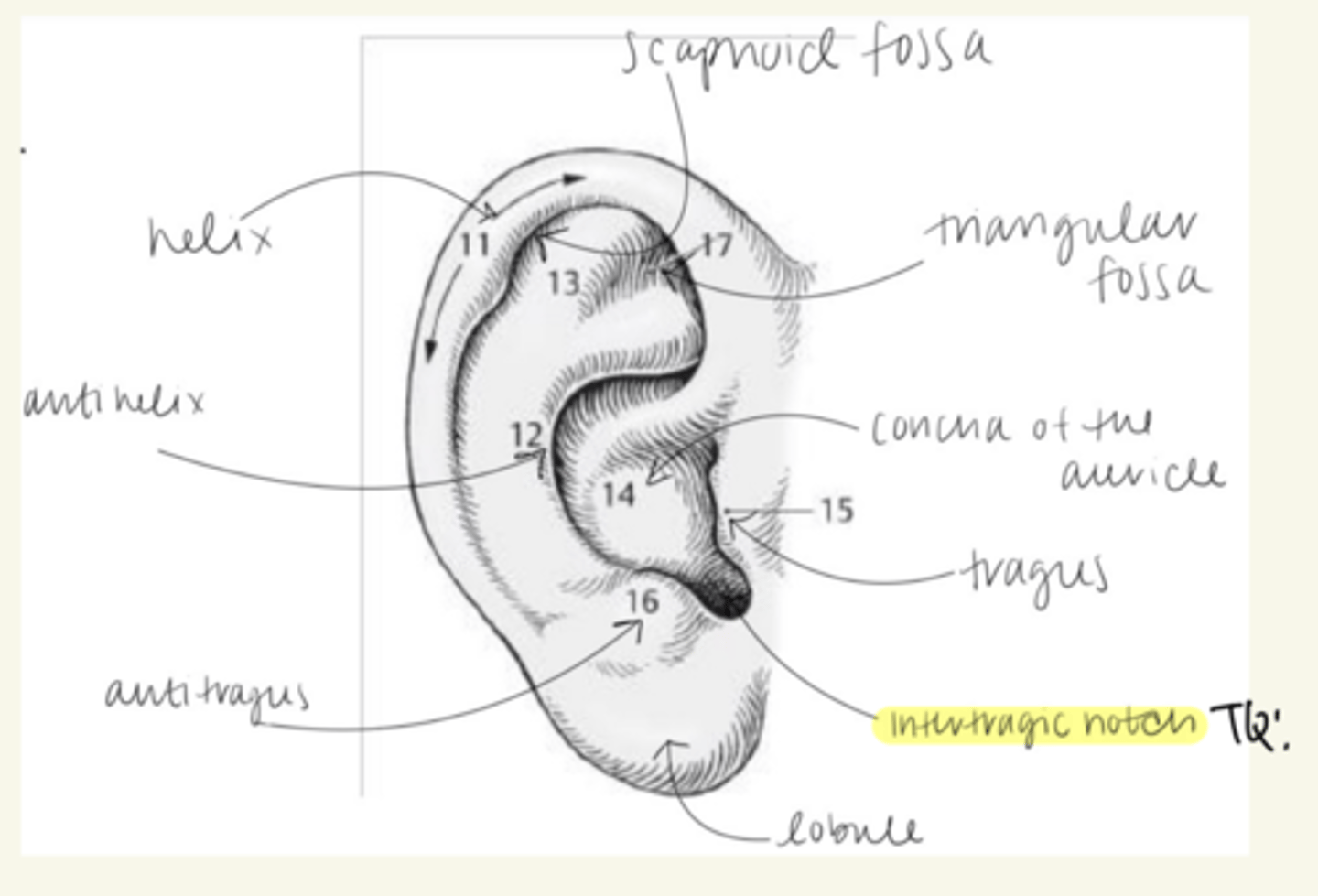 <p>intertragic notch</p>