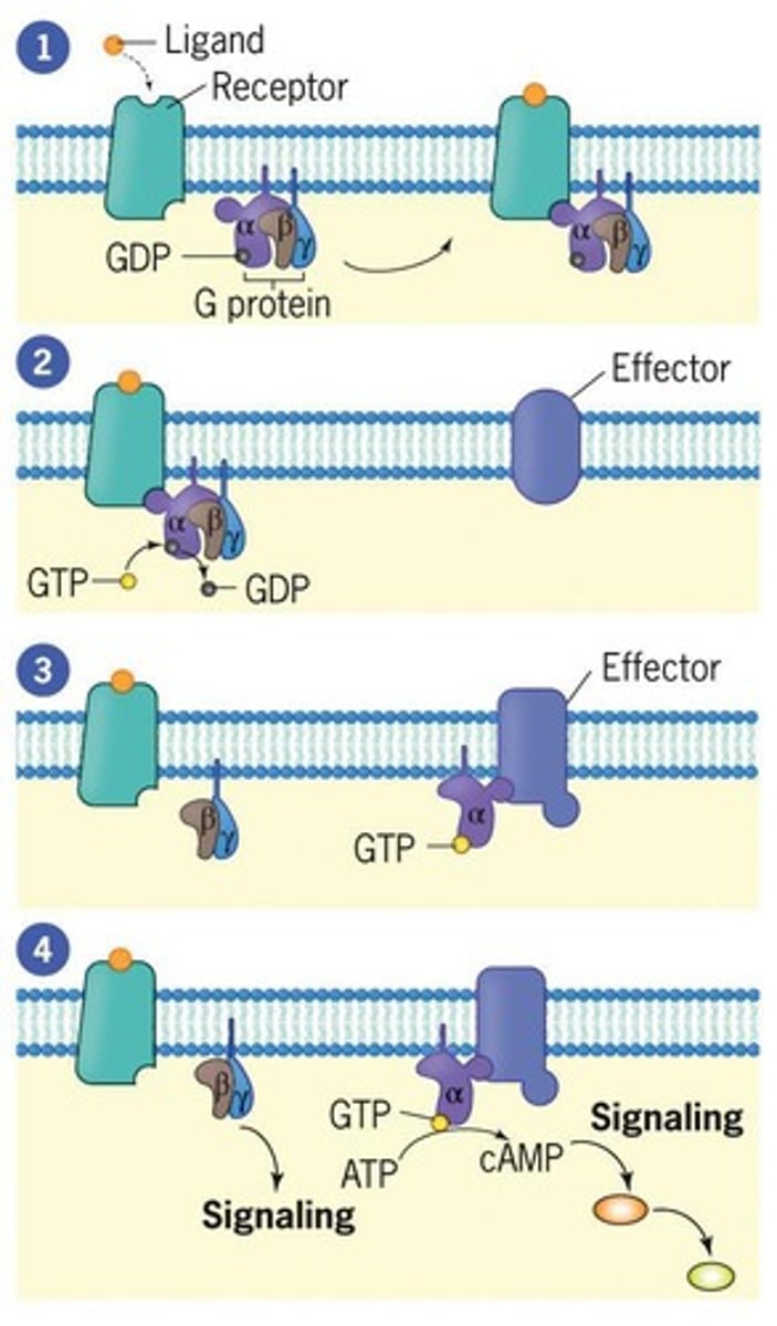<p>Bind to different receptors on the same cell, stimulate glycogen breakdown, inhibit its synthesis</p>