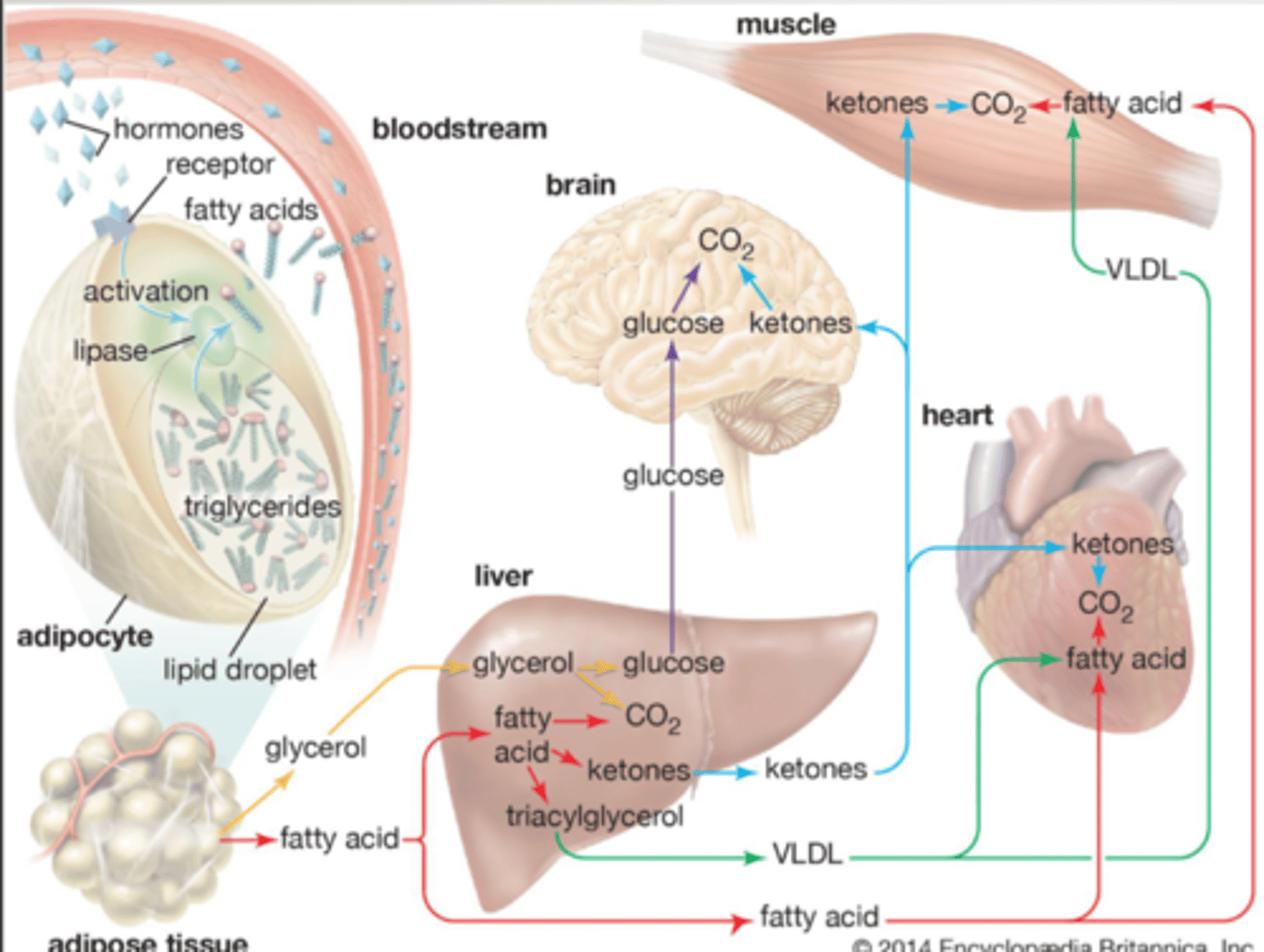 <p>liver cells, heart, and resting skeletal muscle</p>