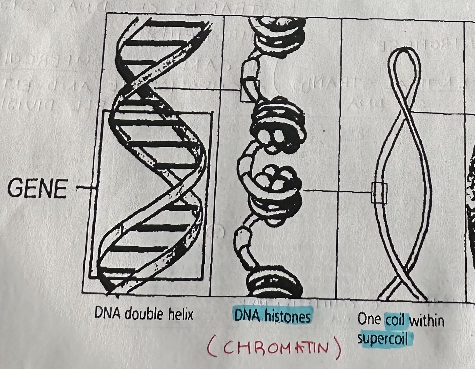 <p>Long, filamentous, thread-like, DNA wrapped around HISTONE proteins, occurs in between cell division (non dividing cell)</p>