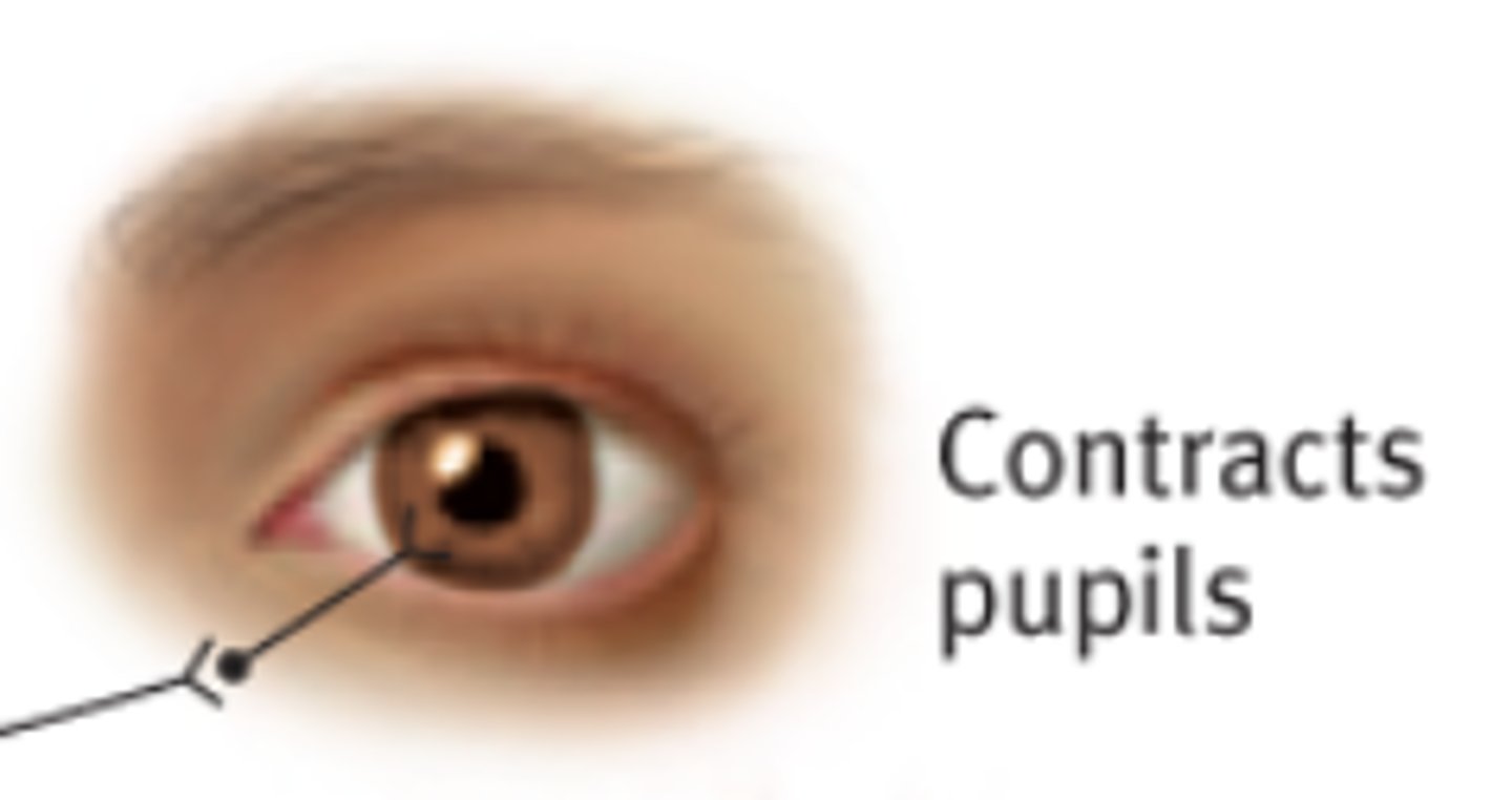 <p>Pupil constriction (miosis) via circular muscle contraction.</p>