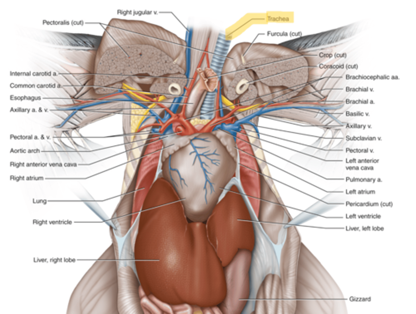 knowt flashcard image
