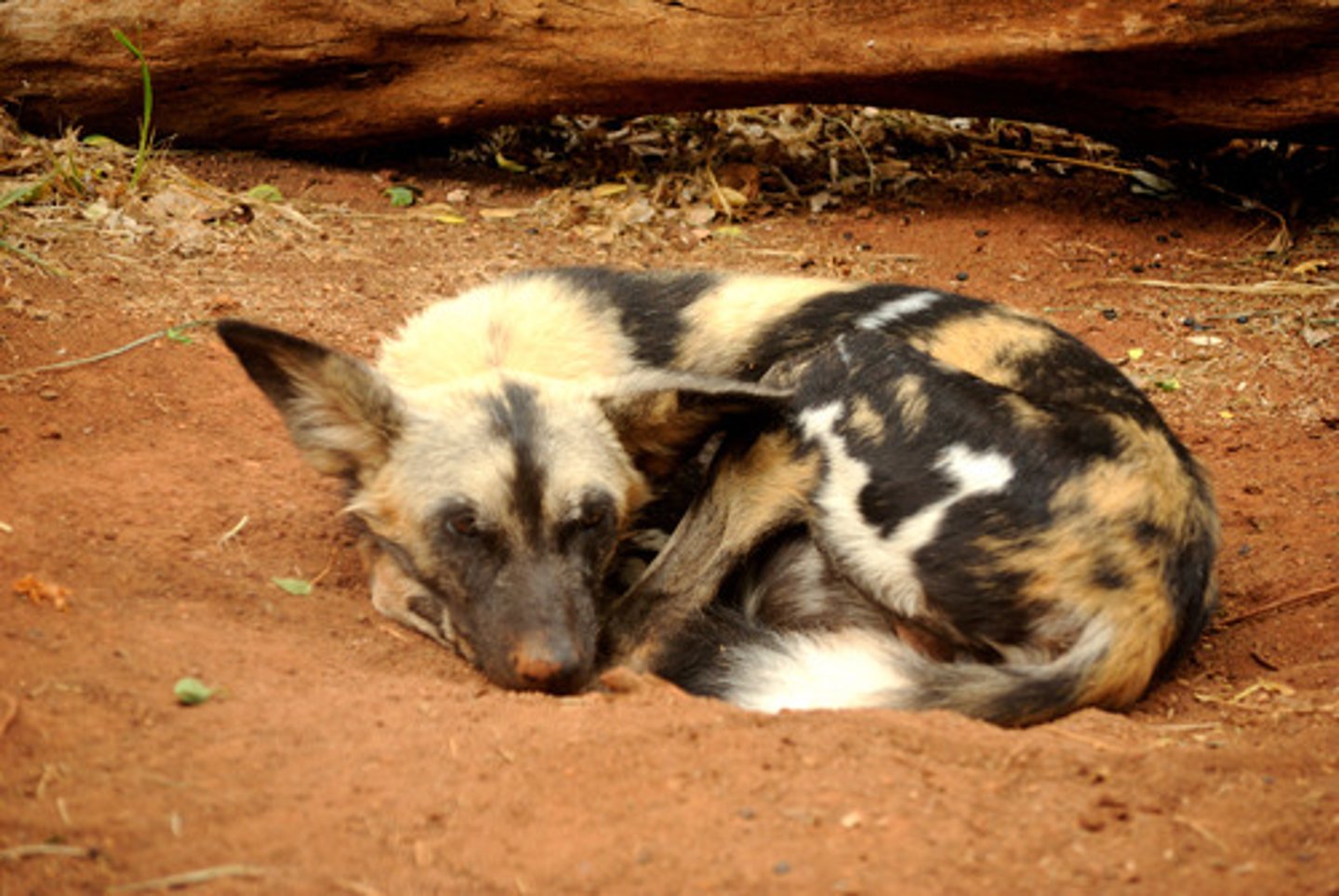 <p>Behaviour preventing mating between close relatives.</p><p>Example: African wild dogs rarely mate within their natal pack, avoiding close relatives.</p>