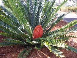 <p>Holly Leaf Cycad</p>