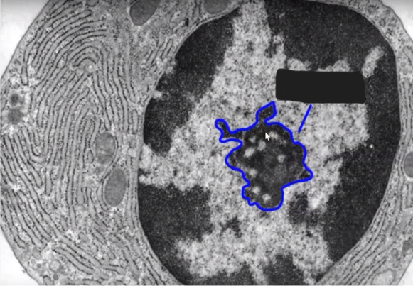 <p>Identify the specific structure</p>