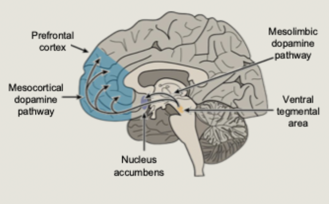 <ul><li><p>released from the ventral tegmental area to forebrain network</p></li></ul><p></p>