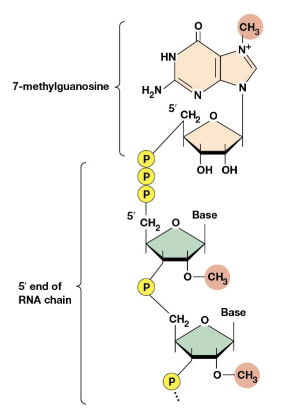<p>a guanosine that is methlated at position 7 of the purine ring, bound to the RNA by 5’ to 5’ linkage</p><p>contributes to mRNA stability by protecting the RNA from nucleases, plays a role in positioning the RNA on the ribosome for initiation of translation</p>