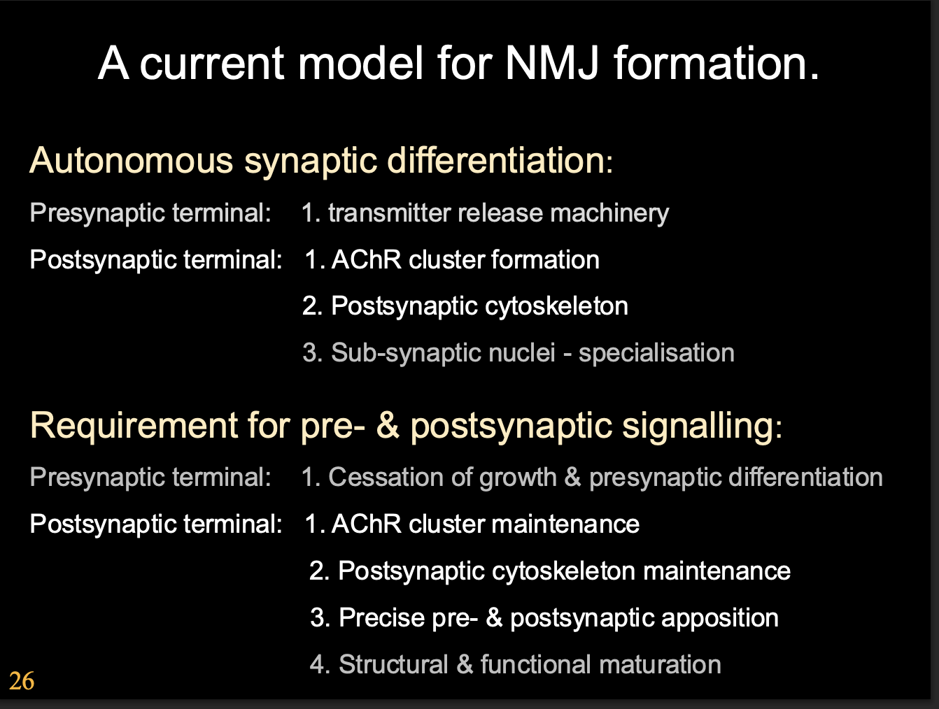 <ol><li><p>Autonomous synaptic differentiation</p></li></ol><ul><li><p><strong>Presynaptic terminal</strong>→ Transmitter release machinery</p></li><li><p><strong>Postsynamptic terminal</strong>→</p><ol><li><p>AChR cluster formation</p></li><li><p>Postsynaptic cytoskeleton</p></li><li><p>Sub-synaptic nuclei- specialisation</p></li></ol></li></ul><ol start="2"><li><p>Requirement for pre and postsynaptic signalling</p><ul><li><p><strong>Presynaptic terminal</strong>→ Cessation of growth and presynaptic differentiation</p></li><li><p><strong>Postsynaptic terminal</strong>→</p><ol><li><p>AChR Cluster maintenance</p></li><li><p>Postsynaptic cytoskeleton maintenance</p></li><li><p>Precise pre and post synaptic apposition</p></li><li><p>Structural and functional maturation</p></li></ol></li></ul></li></ol><p></p>