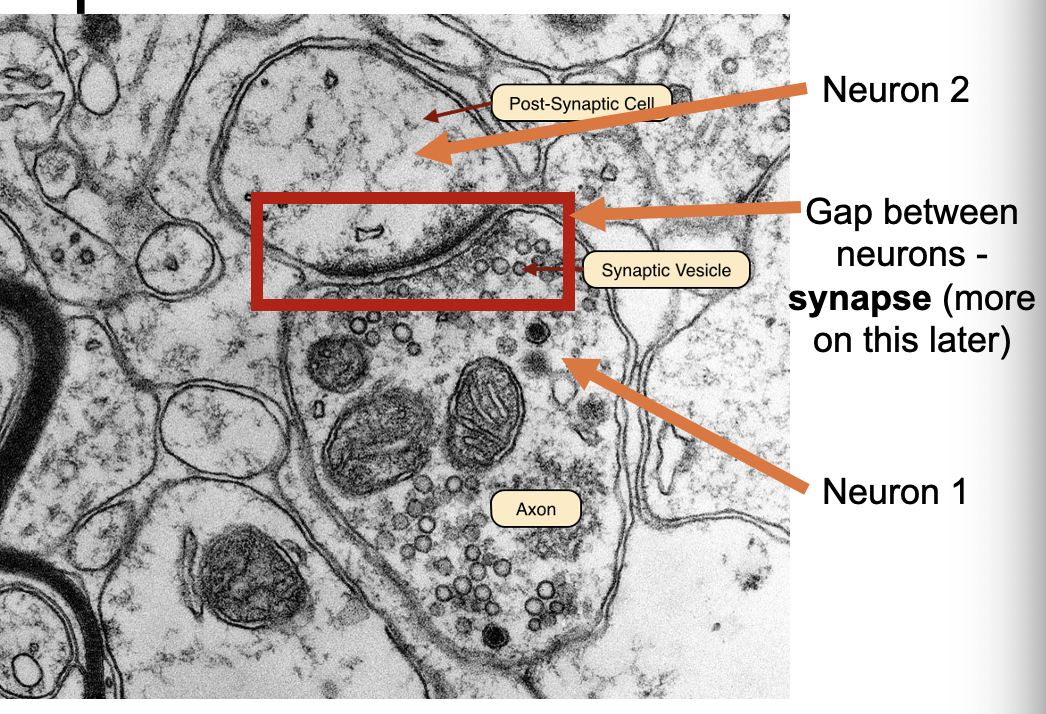 <p>Each cell in the brain is independent of other cells, there are no continuous connections between the cells of the brain</p>