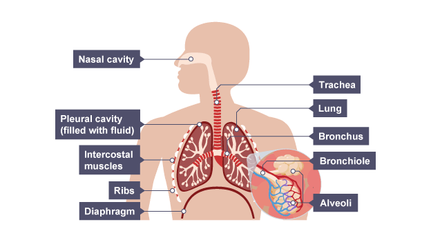 <p>System of organs to maintain gas exchange</p>
