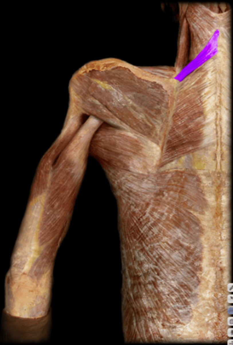 <p>superior muscle that performs scapula retraction</p>