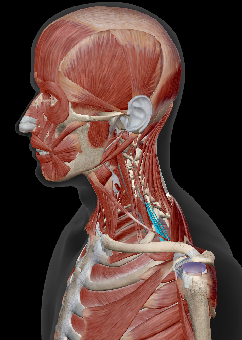 <p>Scalenes Posterior</p><p>Origin: Transverse Processes C4-C6</p><p>Insertion: Second Rib</p><p>Action: <strong>Together</strong>: Flex neck and Raises 2nd rib during deep inhalation <strong>Singly</strong>: Laterally flex and rotate neck to the opposite side</p><p>Innervation: Cervical nerves</p>