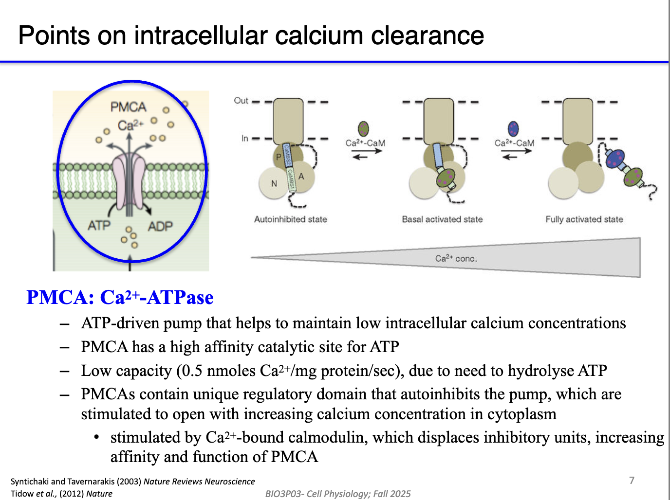 <ul><li><p class="isSelectedEnd"><strong><span>PMCA</span></strong><span> pumps Ca²⁺ out of the cell but is </span><strong><span>autoinhibited at rest</span></strong><span> to avoid wasting ATP.</span></p></li><li><p class="isSelectedEnd"><span>High cytosolic Ca²⁺ → Ca²⁺ binds </span><strong><span>calmodulin</span></strong><span> → Ca²⁺/CaM complex binds PMCA’s inhibitory domain.</span></p></li><li><p class="isSelectedEnd"><span>This removes autoinhibition → </span><strong><span>activates PMCA</span></strong><span> → rapid Ca²⁺ export.</span></p></li><li><p class="isSelectedEnd"><span>As Ca²⁺ falls, Ca²⁺ unbinds calmodulin → PMCA becomes autoinhibited again.</span></p></li><li><p><span>Creates a feedback system: </span><strong><span>PMCA turns on only when Ca²⁺ is high.</span></strong></p></li></ul><p></p>