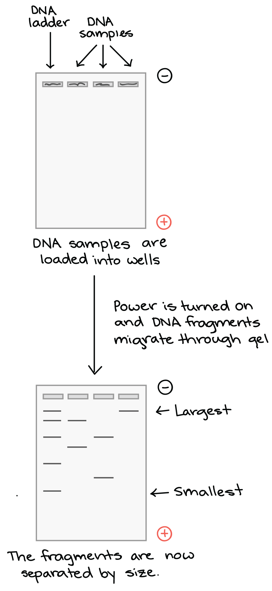 <ul><li><p>DNA samples transferred into wells. One well reserved for DNA ladder</p></li><li><p>Power to gel box is turned on, current begins to flow through gel</p></li><li><p>DNA molecules have negative charge due to phosphate groups in backbone → starts moving to positive pole in gel matrix</p></li></ul><p></p>