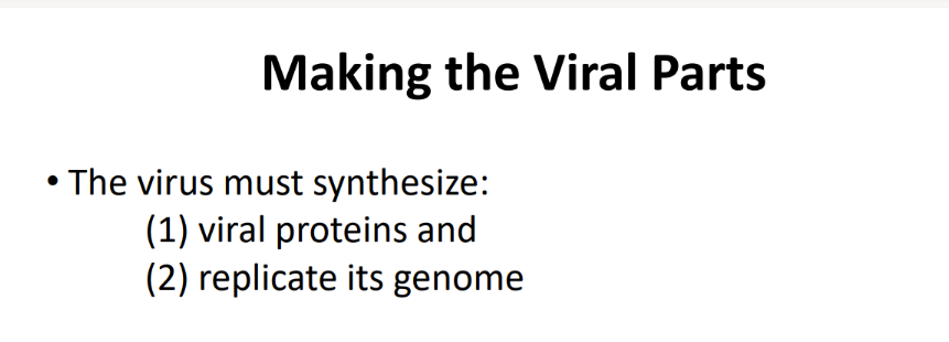 <ol><li><p>make PROTEINS </p></li><li><p>REPLICATE genome </p></li></ol>