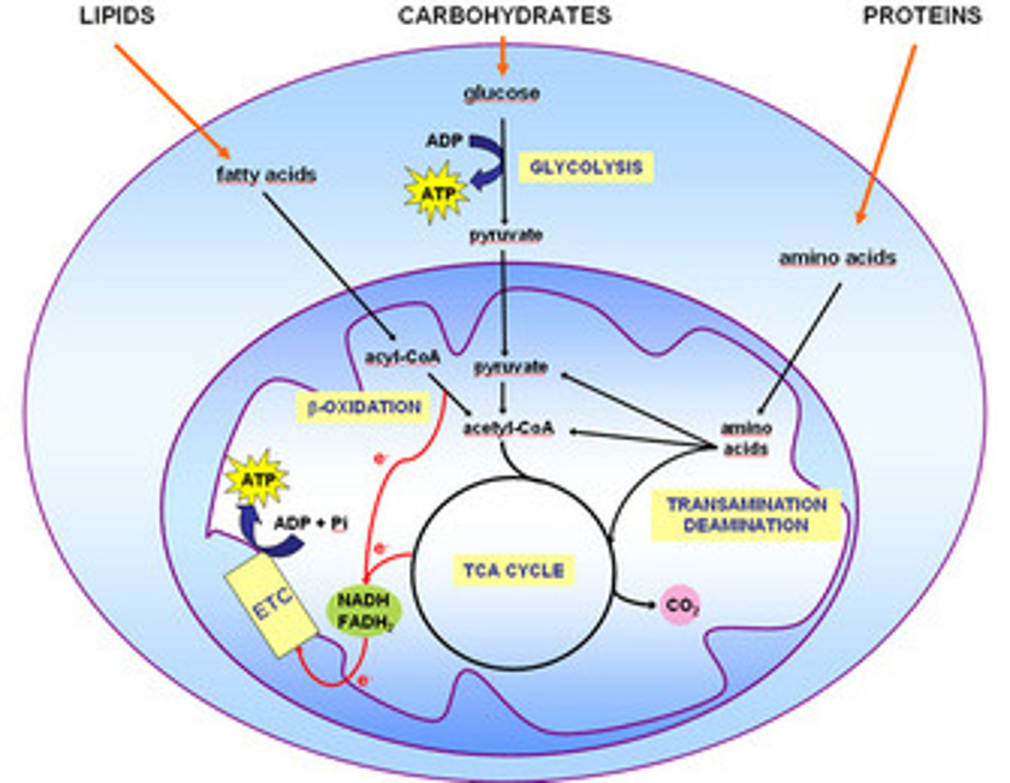 <p>(1) Glycolysis - Cytoplasm</p><p>(2) Gluconeogenesis - Liver</p><p>(3) The Linking Step - Mitochondrial Matrix</p><p>(4) The Kreb's Cycle - Mitochondrial Matrix</p><p>(5) The Electron Transport Chain - Inner Mitochondrial Membrane</p><p>(6) Fatty Acid Synthesis - Cytoplasm</p><p>(7) Beta-oxidation - Mitochondrial Matrix</p>