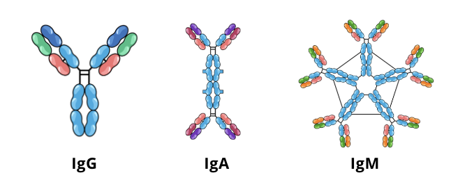 <ul><li><p>quantitative serum immunoglobulin tests measure the levels of IgG, IgA, and IgM in a patient’s blood serum and compare them to a control</p></li><li><p>if the levels of antibodies in the blood are lower than normal (hypogammaglobulinemia), this could be an indication of a humoral immunodeficiency</p></li><li><p>further testing such as complete blood counts and urine protein electrophoresis (a screening test to evaluate the amount of certain proteins in urine) can be used to pinpoint the source of the hypogammaglobulinemia</p></li></ul><p></p>