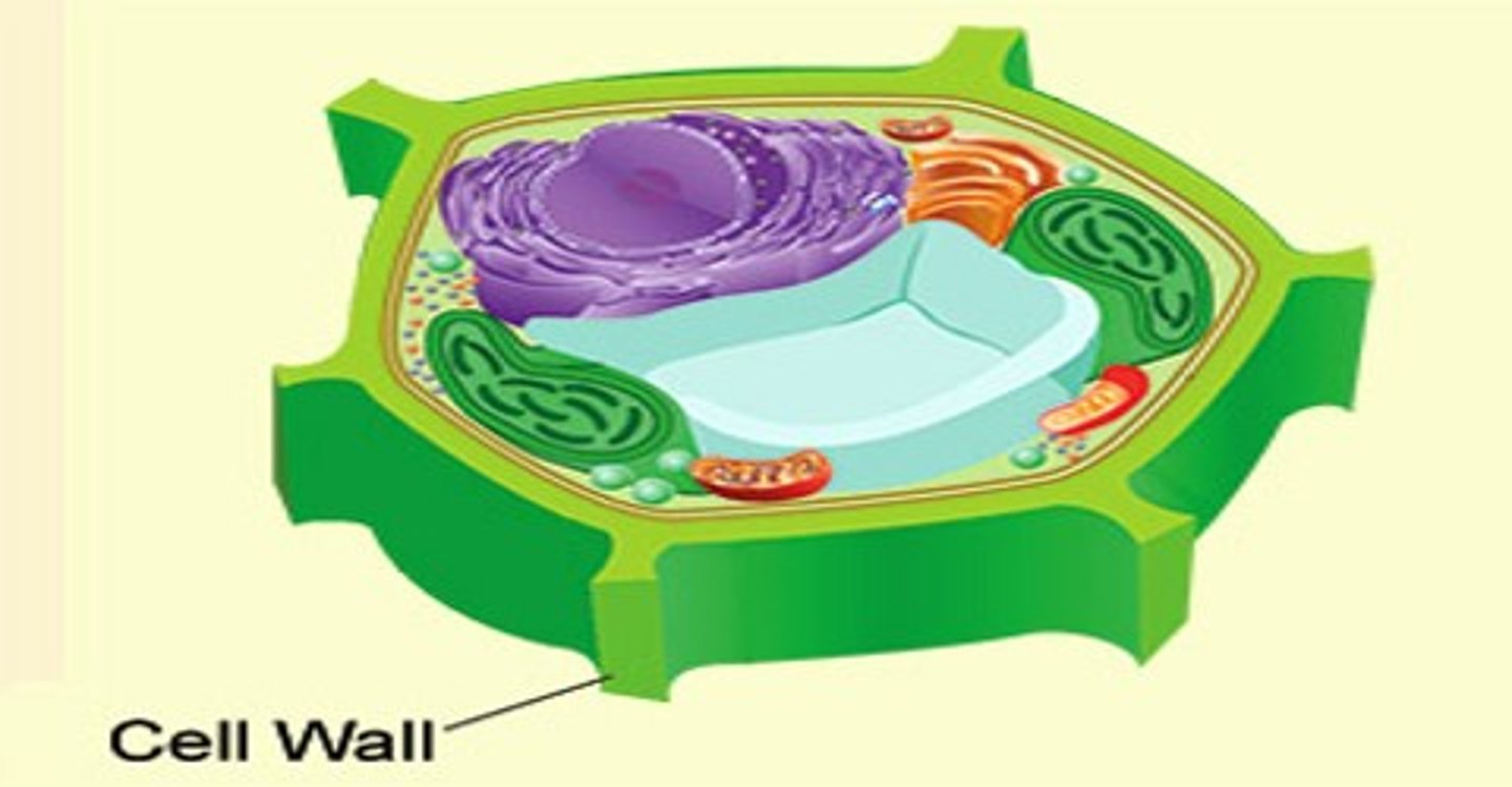<p>maintains structure. usually made of cellulose</p>