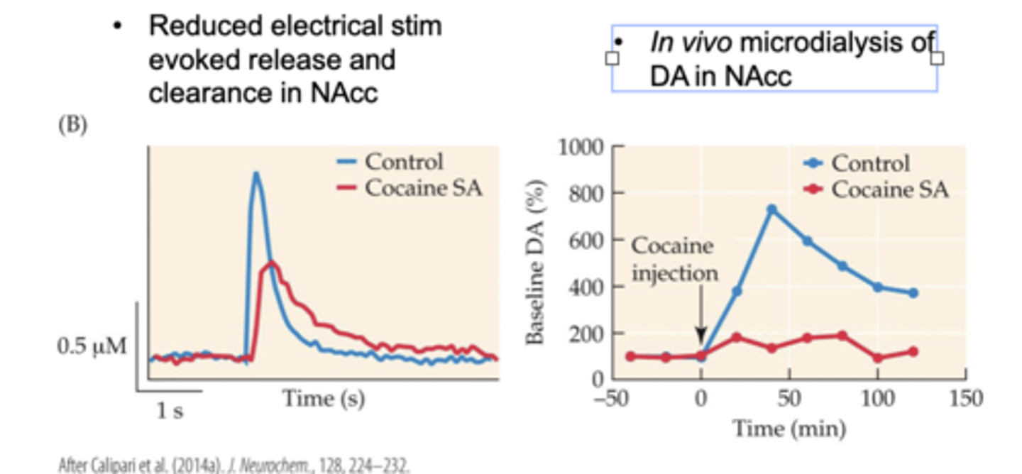 <p>- adaptations in the NAcc underlying tolerance due to long-</p><p>access cocaine self-administration</p><p>- Reduced electrical stim evoked release and clearance in NAcc</p><p>- In vivo microdialysis of DA in NAcc</p>