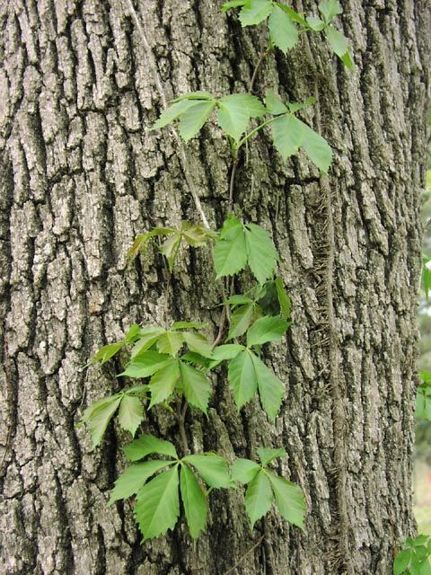 <ul><li><p>climbing vine</p></li><li><p>leaves: palmate, compound, ~5, serrate, green to red</p></li><li><p>buds: light brn, scaled, small, stubby</p></li><li><p>bark: light brn, some swirls</p></li><li><p>repro: dark berries</p></li></ul>