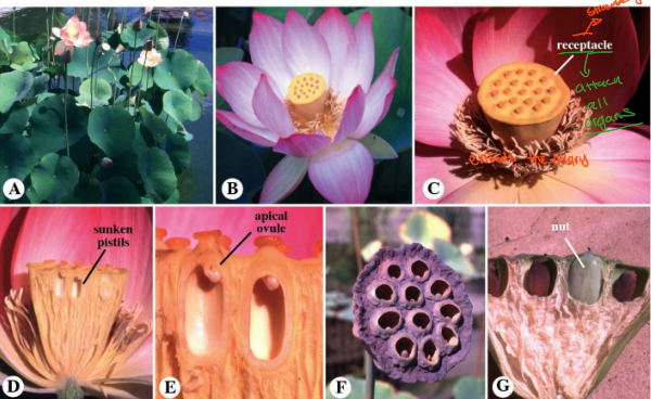 <ul><li><p>Aquatic herbs</p></li><li><p>leaves emergent concave-peltate</p></li><li><p>gynoecium apocarpous</p></li><li><p>fruit: aggregate of nuts within an accrescent receptacle</p></li></ul><p></p>
