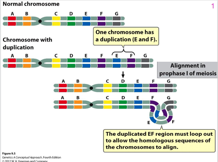 <p>Chromosome Loop Diagram</p>