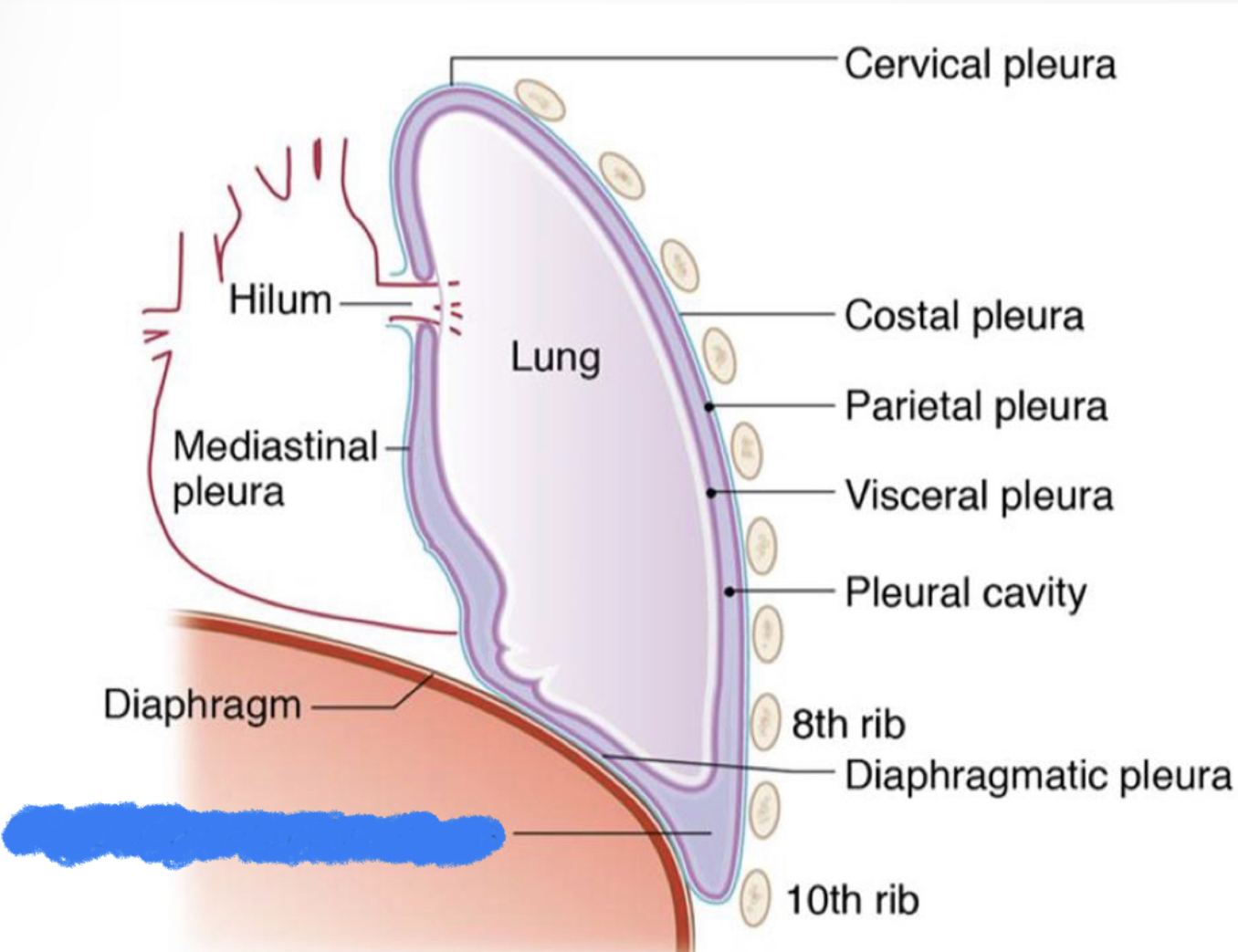 What structure is highlighted in blue?
