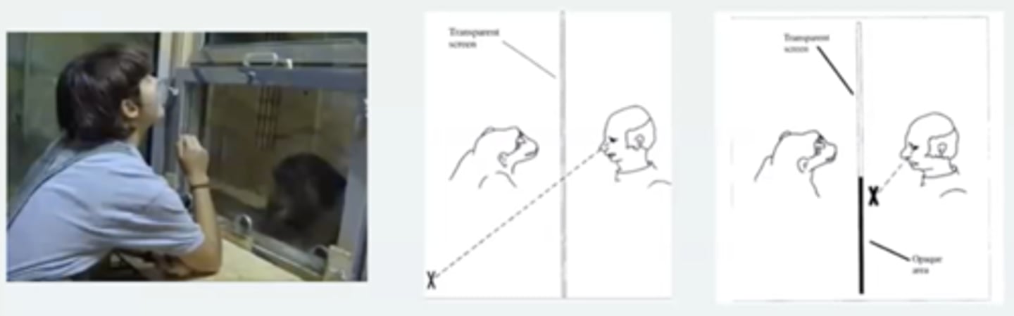 <p>chimp will not follow experimenters eye direction when screen is obscured. </p><p>- but they rely more on head direction than eye direction </p>