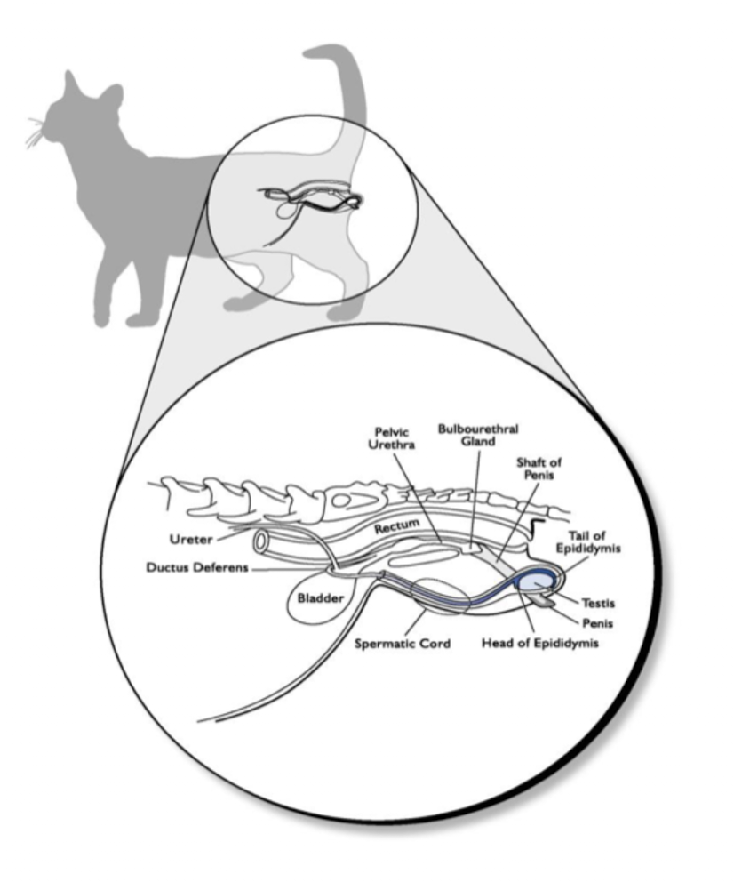 <ul><li><p>Their scrotum lies just below the anus</p></li><li><p>The penis is located immediately beneath the anus. During mating, the penis projects backward, extending out behind the animal.</p></li></ul><p></p>