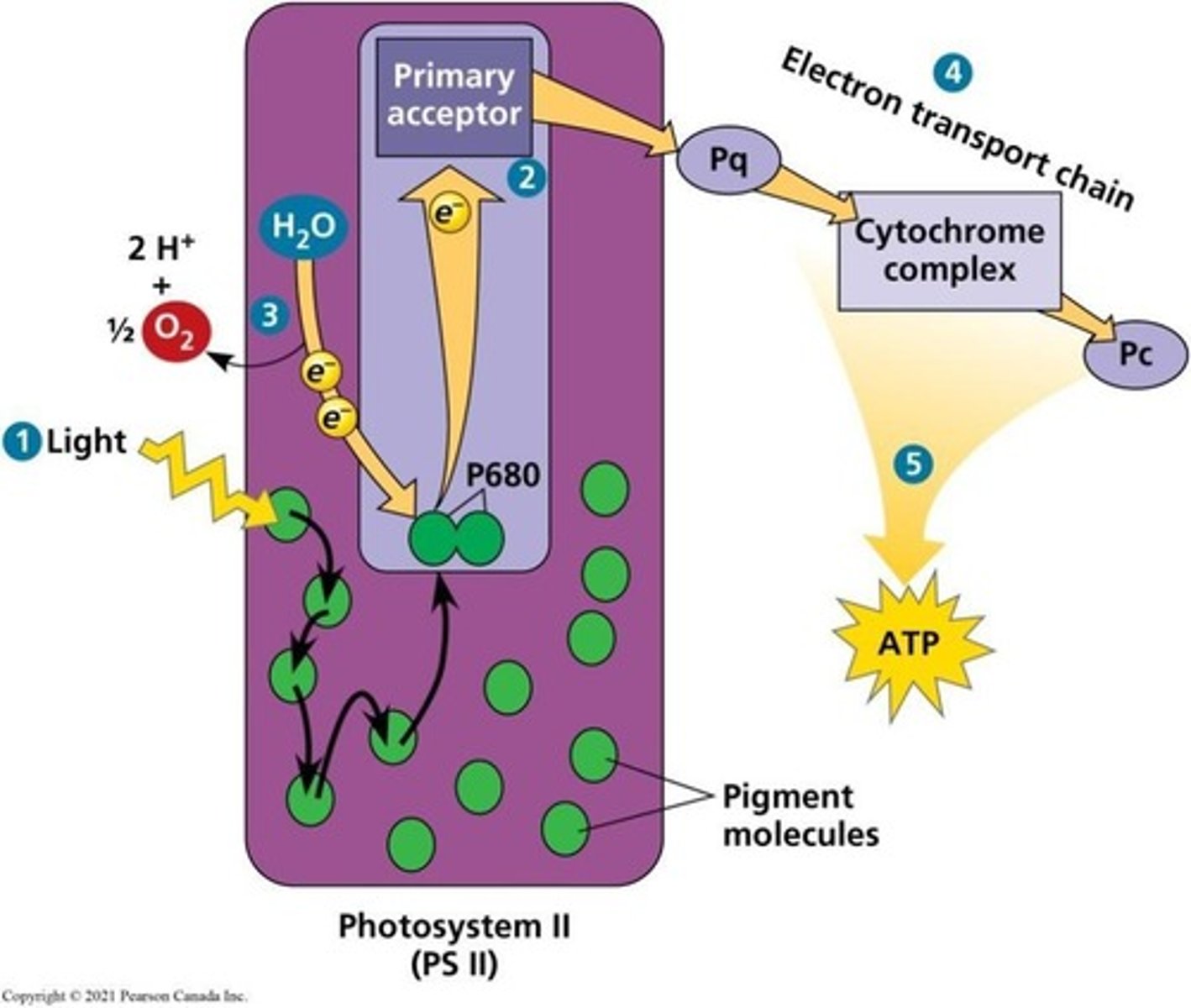 <p>PS II functions first and is involved in generating ATP and NADPH.</p>