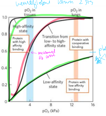 <p>bind one ligand which affects affinity for binding in 2nd ligand </p><p>low affinity </p>