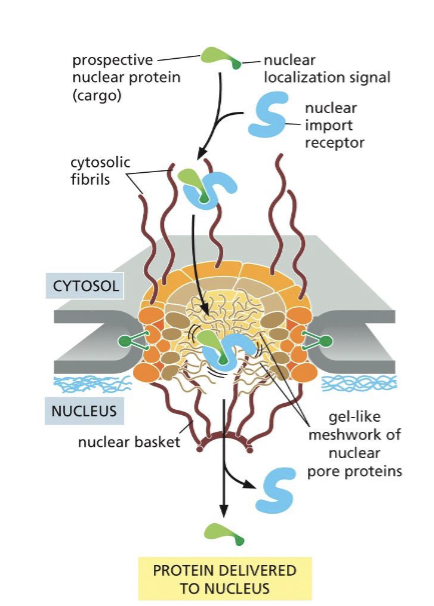 <p>Proteins imported into the nucleus carry a <strong>nuclear localization signal (NLS)</strong> recognized by the nuclear import receptor (importins), which transports the protein between the cytosol and the nucleus.</p><p></p><p>Exportins are involved in the passage of proteins from the nucleus to the cytosol and bind to <strong>nuclear export signals</strong> (NES).</p><p></p><p>The center of the nuclear pore complex is filled with proteins that loosely bind to one another in a gel-like structure (FG Nup).</p><p></p><p>the importing bound to their protein cargo bind to The-Gly nucleoporins of the <strong>nuclear pore complex (NPC).</strong></p>