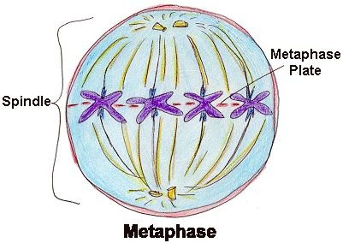<p>The chromosomes line up along the equator of the cell attached to spindle fibres</p>