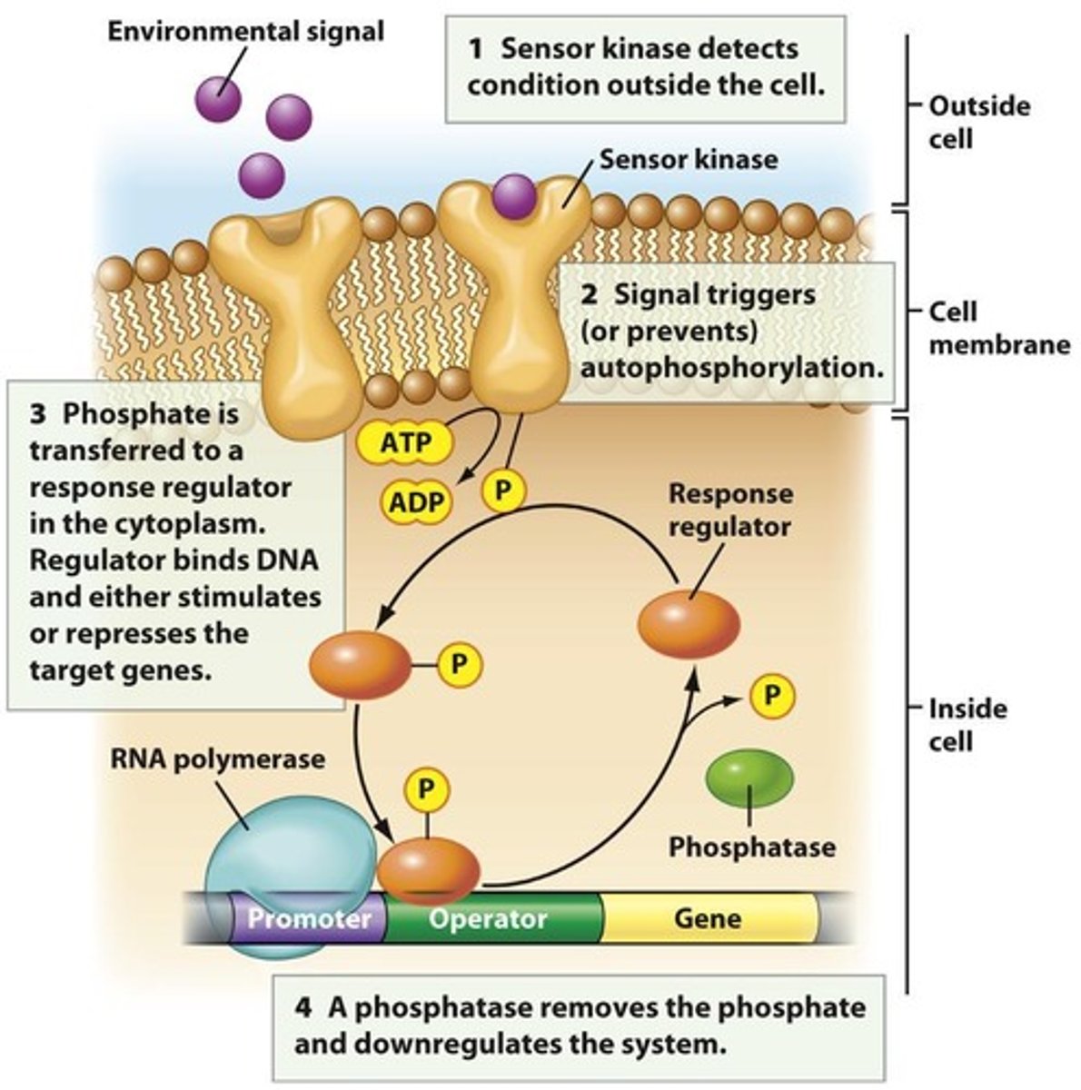 <p>Mechanism for sensing extracellular environment in bacteria.</p>