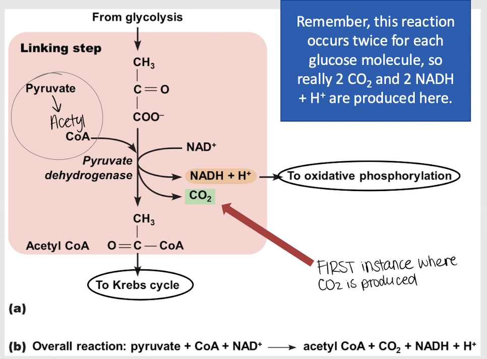 <p>1 NADH and 1 CO<sub>2</sub></p>