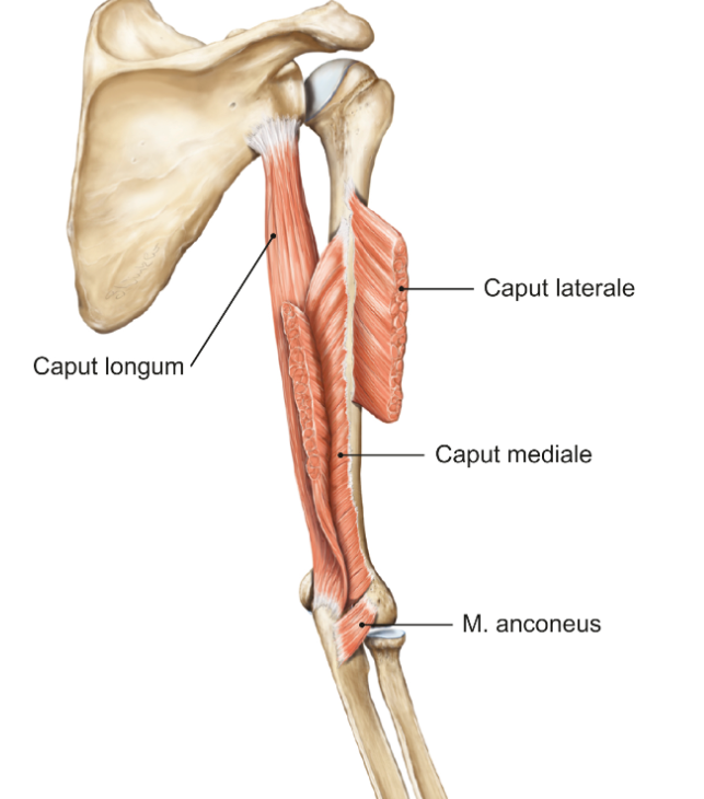 <ul><li><p>m. triceps brachii: caput laterale, caput mediale en caput longum (caput longum is hier doorgeknipt om de caput mediale zichtbaar bloot te leggen want normaal ligt die er onder)</p></li></ul><p></p>