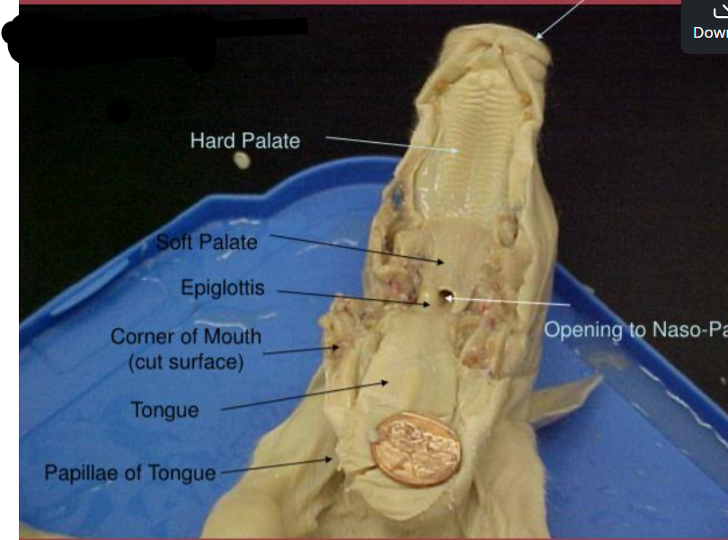 <p>what cavity is this?</p>