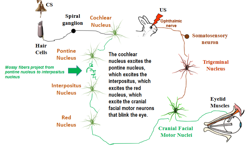 <p>cochlear nucleus → pontine nucleus → interpositus nucleus red nucleus → cranial facial motor nuclei</p>