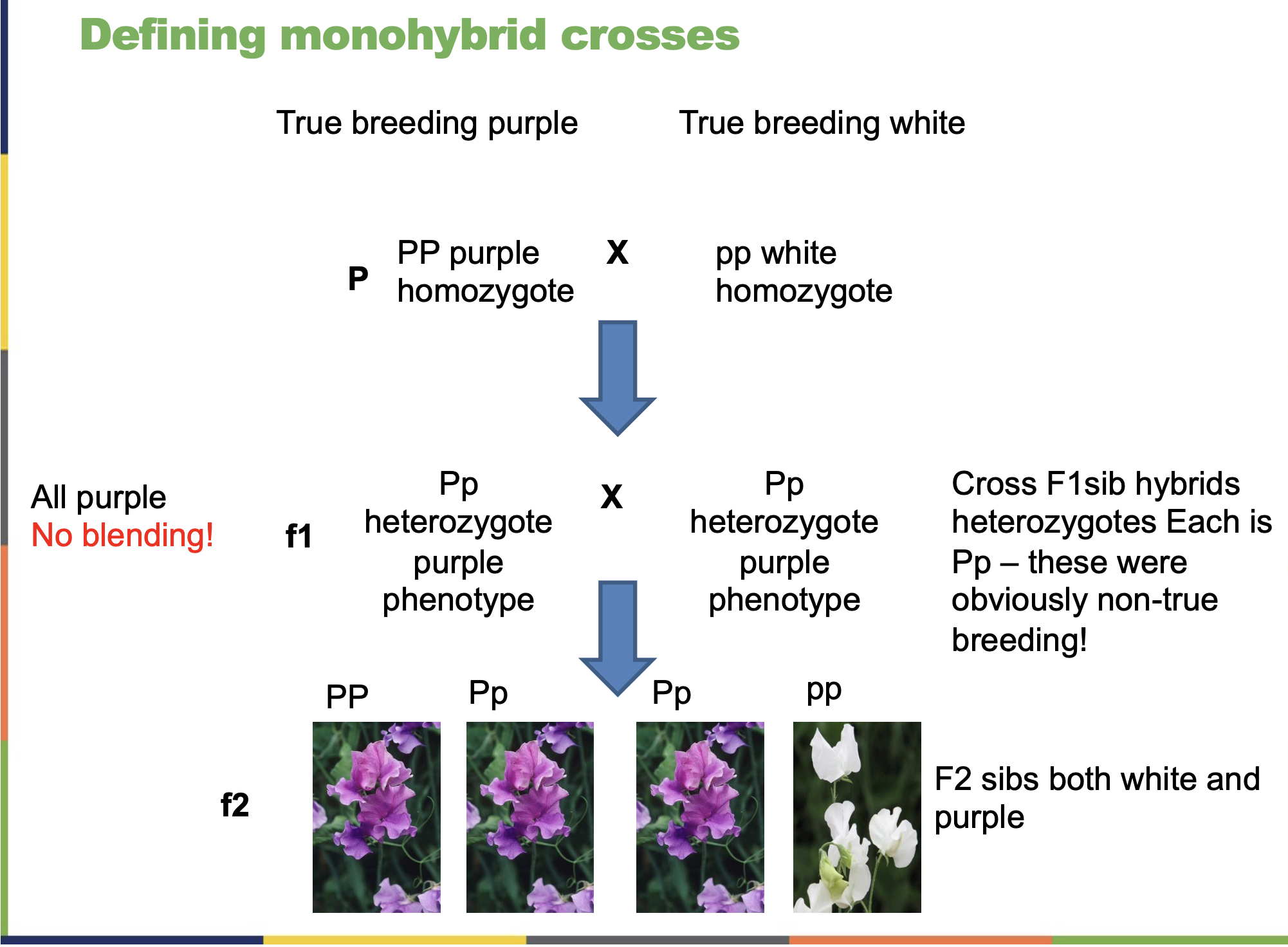 <ul><li><p>A cross between two individuals heterozygous for one allele.</p></li><li><p><strong>Example (Mendel’s Pea Plants):</strong></p><p>Trait: <strong>Seed color</strong></p><ul><li><p><strong>Y</strong> = yellow (dominant)</p></li><li><p><strong>y</strong> = green (recessive)</p></li></ul><p>Parent genotypes: <strong>Yy × Yy</strong></p><table style="min-width: 75px;"><colgroup><col style="min-width: 25px;"><col style="min-width: 25px;"><col style="min-width: 25px;"></colgroup><tbody><tr><th colspan="1" rowspan="1"><p></p></th><th colspan="1" rowspan="1"><p><strong>Y</strong></p></th><th colspan="1" rowspan="1"><p><strong>y</strong></p></th></tr><tr><td colspan="1" rowspan="1"><p><strong>Y</strong></p></td><td colspan="1" rowspan="1"><p><strong>YY</strong></p></td><td colspan="1" rowspan="1"><p><strong>Yy</strong></p></td></tr><tr><td colspan="1" rowspan="1"><p><strong>y</strong></p></td><td colspan="1" rowspan="1"><p><strong>Yy</strong></p></td><td colspan="1" rowspan="1"><p><strong>yy</strong></p></td></tr></tbody></table><p><strong>Results:</strong></p><ul><li><p><strong>Genotype ratio:</strong> 1 <strong>YY</strong> : 2 <strong>Yy</strong> : 1 <strong>yy</strong></p></li><li><p><strong>Phenotype ratio:</strong> 3 <strong>yellow</strong> : 1 <strong>green</strong></p></li></ul></li><li><p><strong>In Words:</strong></p><ul><li><p><strong>75%</strong> of the offspring show the <strong>dominant trait</strong> (yellow).</p></li><li><p><strong>25%</strong> show the <strong>recessive trait</strong> (green).</p></li></ul></li></ul><p></p>
